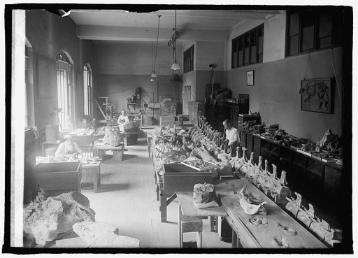 Division of Paleontology of National Museum, 7/24/25