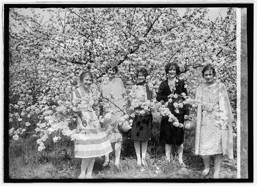 Apple Blossoms at Winchester, Va., 5/3/26