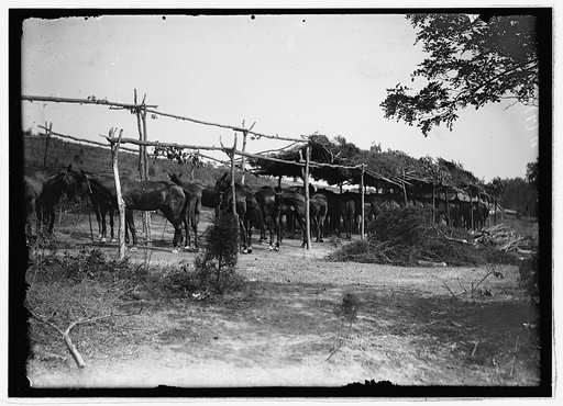 Cavalry camp, Winchester, Va., 1913