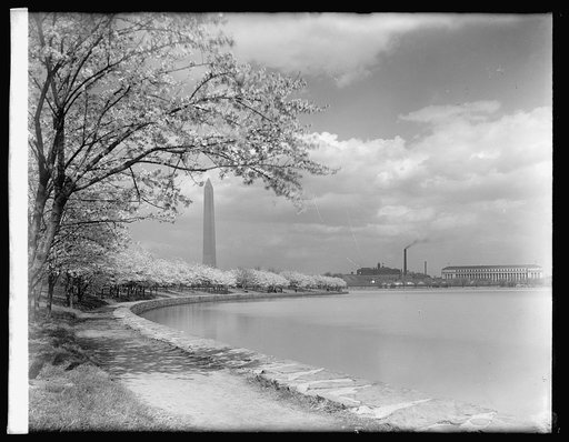 Cherry trees, [Washington, D.C.