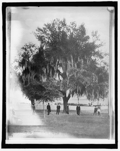 American Forestry Ass'n, live Oak, Jacksonville, Fla.