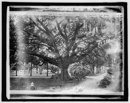 Am. Forestry Ass'n, Old Oak in Tampa Bay Hotel grounds, Tampa, Fla.