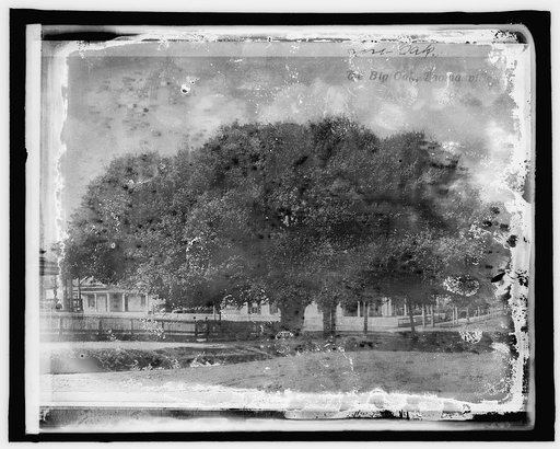 Am. Forestry Ass'n, the big Oak, Thomasville, Ga.