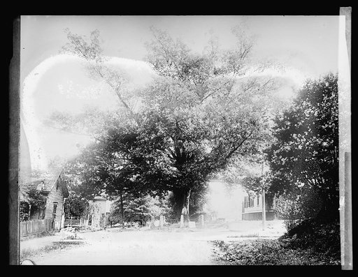 American Forestry Assn. Tree that owns itself
