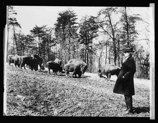 E.W. Nelson, Chief Biological Survey