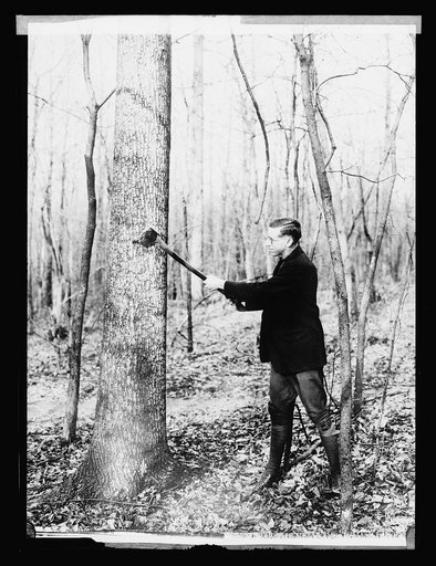 W.B. Greeley, Chief Forest Service