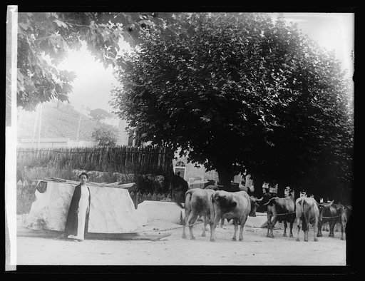 Mrs. Adelaide Johnston [Johnson], 11/29/20