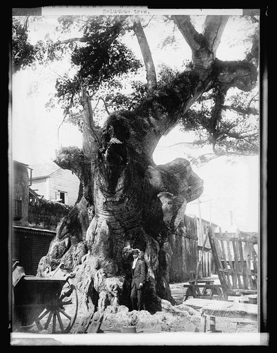 Tree in San Domingo to which Columbus is said to have tied his caravel, 9/19/21