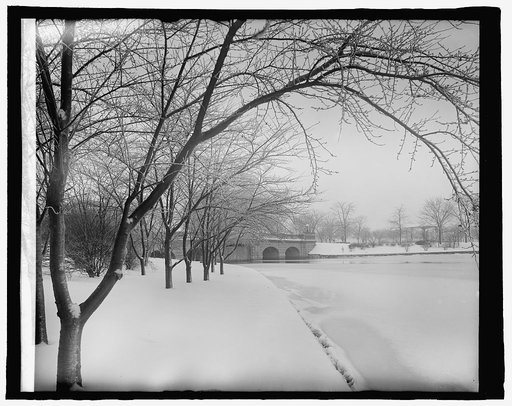 Japanese cherry trees, [Washington, D.C.], winter, 1/14/25