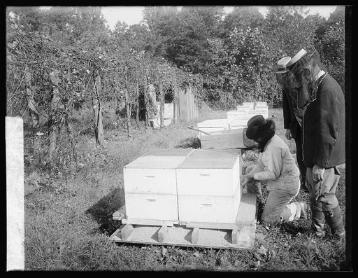 Bee story, storage, 10/11/19