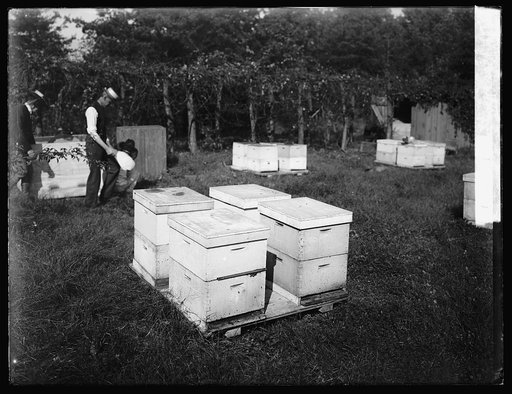 Bee story, storage, [10/11/19