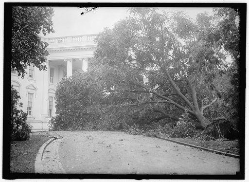 STORM DAMAGE. FALLEN TREE ON WHITE HOUSE NORTH DRIVE
