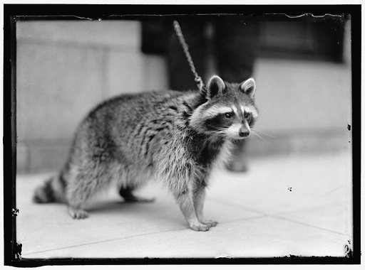 RACCOON