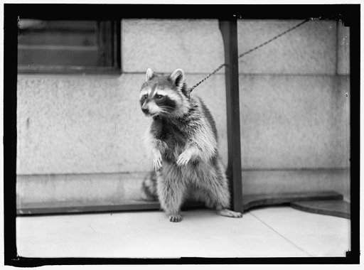 RACCOON