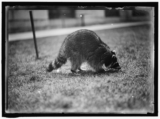 RACCOON