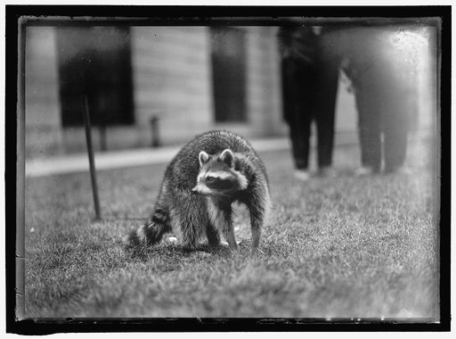 RACCOON