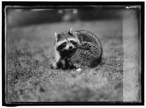 RACCOON