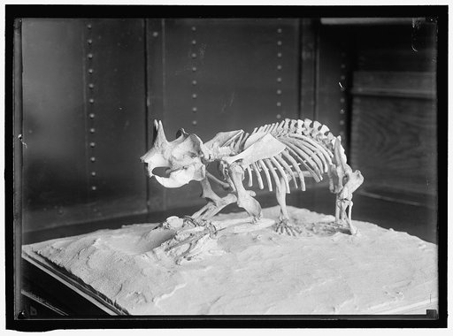 DINOSAUR SKELETON.