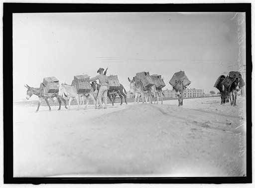 ARMY, U.S. ARMY PACK TRAIN NEAR VERA CRUZ