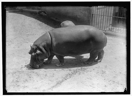 ZOO. HIPPO