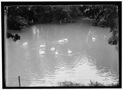 ZOO. PELICANS
