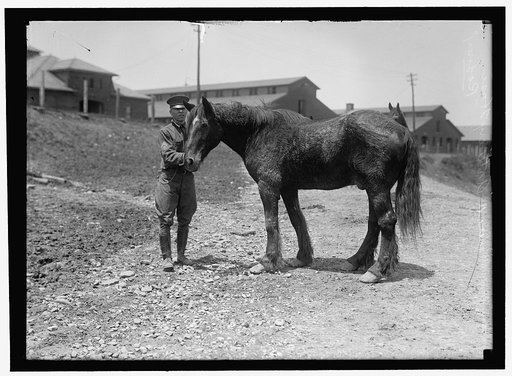 RODNEY, RETIRED MILITARY HORSE
