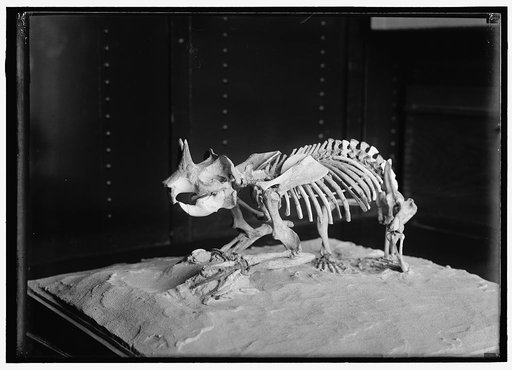 NATIONAL MUSEUM. DINOSAUR SKELETON