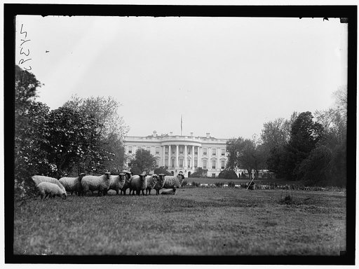 WHITE HOUSE. SHEEP ON LAWN