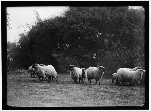 WHITE HOUSE. SHEEP ON LAWN