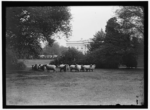 WHITE HOUSE. SHEEP ON LAWN