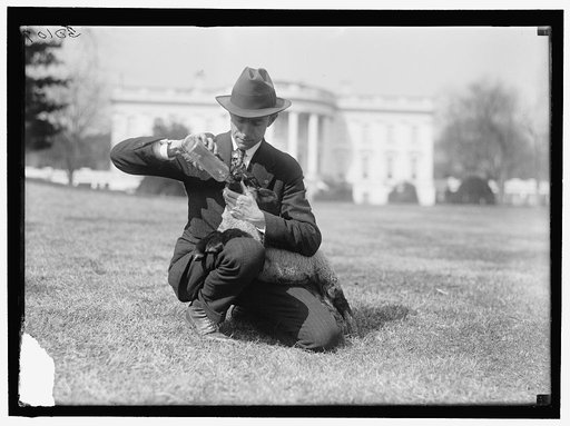 WHITE HOUSE. FEEDING SMALL SHEEP ON WHITE HOUSE LAWN