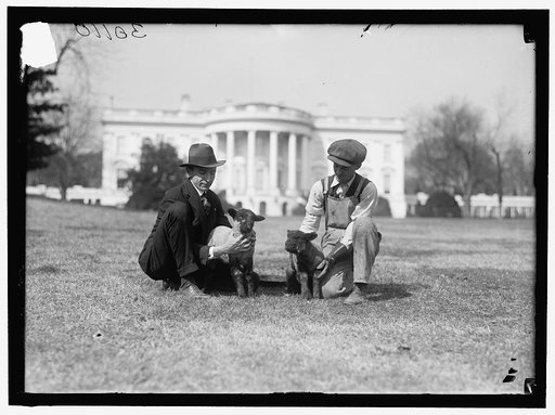 WHITE HOUSE. FEEDING SMALL SHEEP ON WHITE HOUSE LAWN