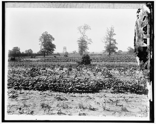 National Emergency Food Garden