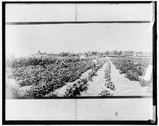 War Garden