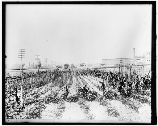 War Garden