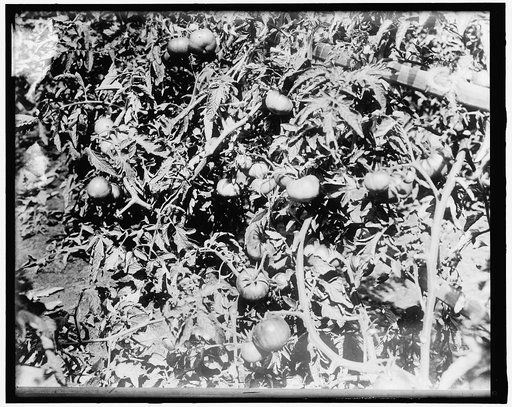 War Garden
