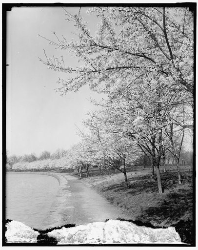 Cherry Blossoms