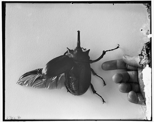 Beetle