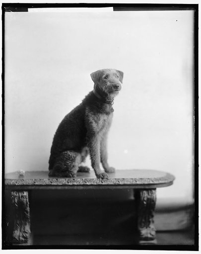 LADDIE BOY, PRESIDENT'S DOG