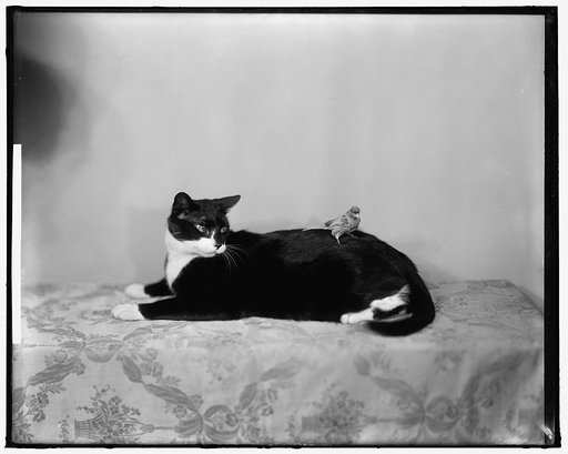 TIMMONS, MRS. BASCOM N.