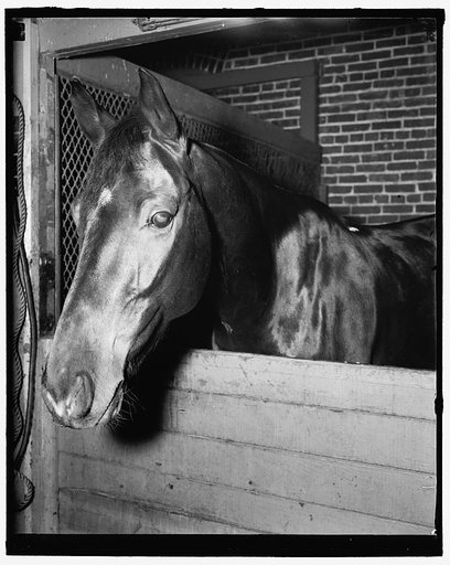 Billy [...] horse