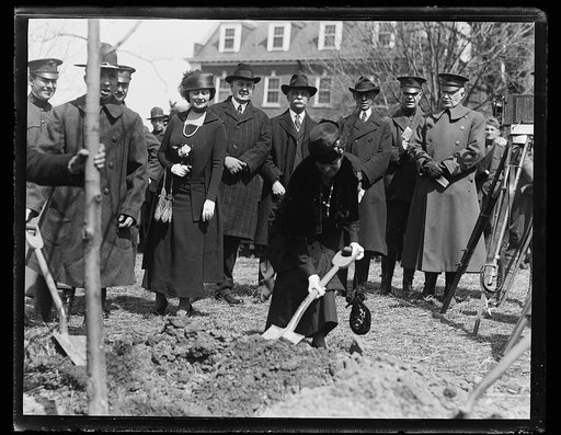 Tree planting