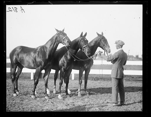 Horse event