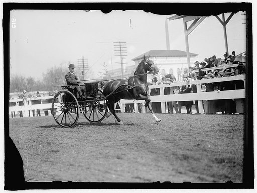 HORSE SHOWS. UNIDENTIFIED MEN, DRIVING