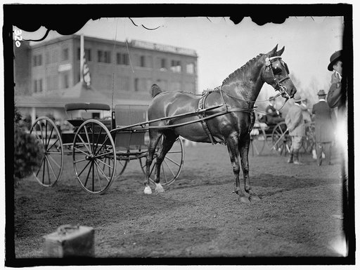 HORSE SHOWS. HORSES