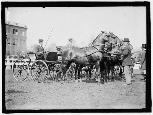 HORSE SHOWS. JUDGING TEAM