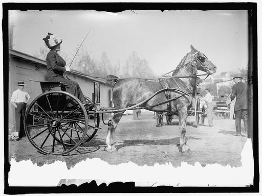 HORSE SHOWS. MRS. C.W. WATSON DRIVING