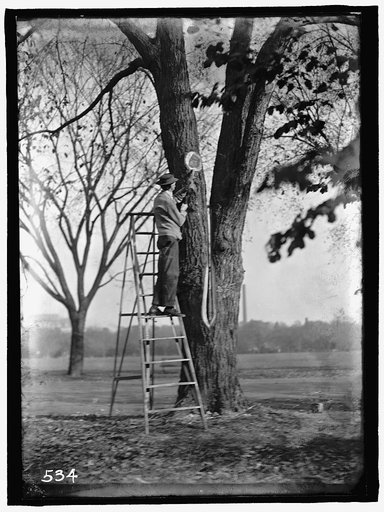 DISTRICT OF COLUMBIA PARKS. TREE SURGERY