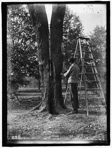 DISTRICT OF COLUMBIA PARKS. TREE SURGERY