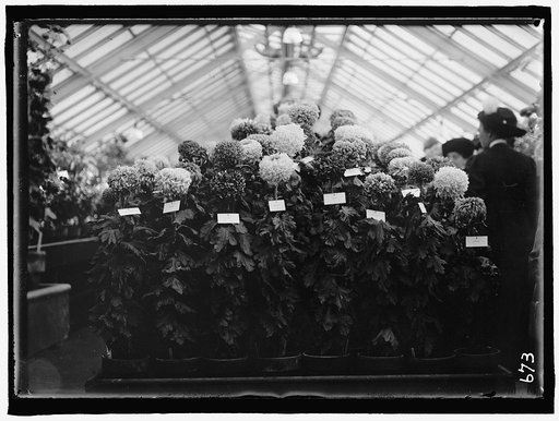AGRICULTURE DEPARTMENT DAHLIA SHOW